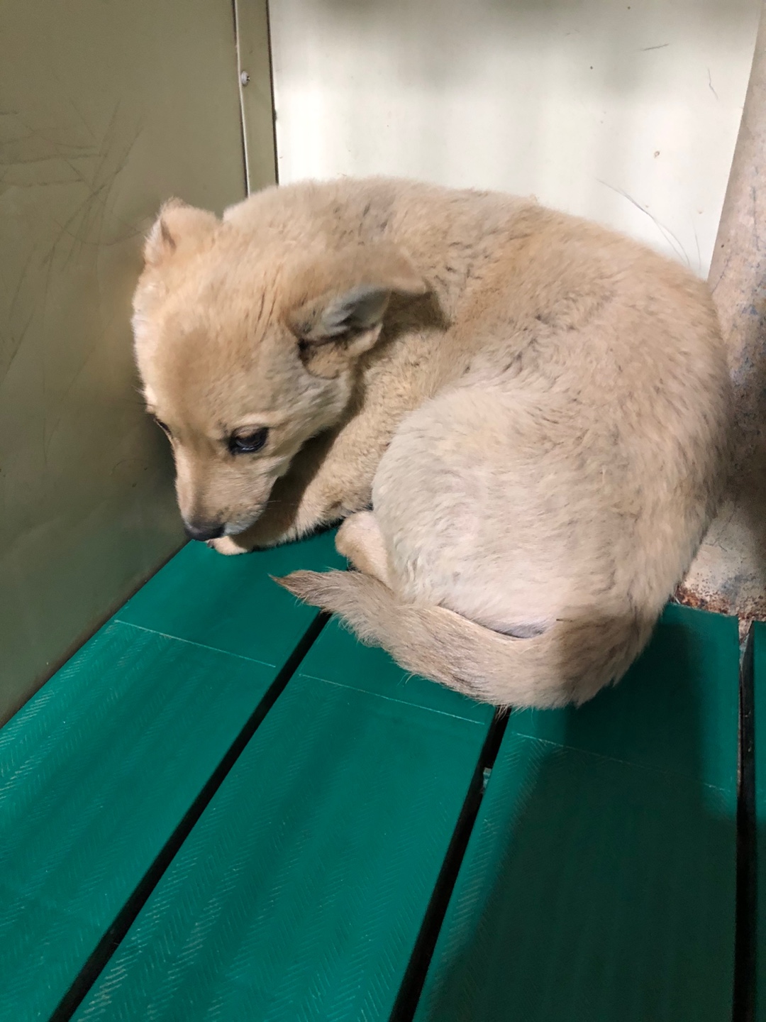 디디동물병원_428357202500313